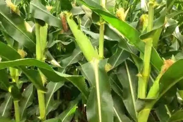 中甜白小胖玉米种子简介,注意防治瘤黑粉病和矮花叶病