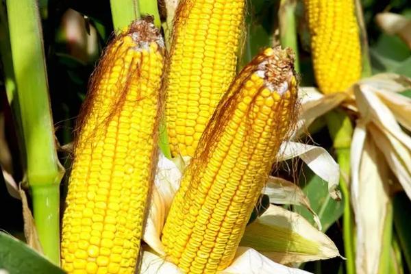 添润238玉米品种简介，中等肥力以上地块栽培