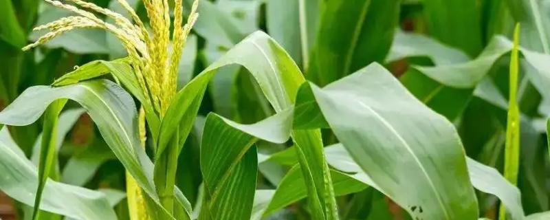 C2216玉米种子简介，注意防治大斑病和灰斑病