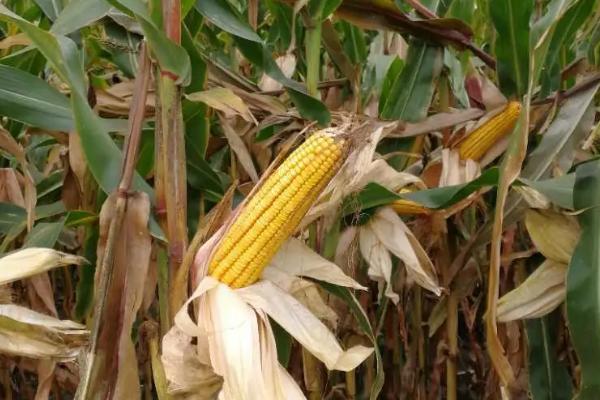XF2156玉米品种的特性,高抗大斑病