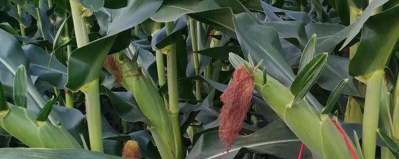 XF2156玉米品种的特性，高抗大斑病