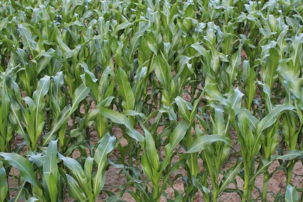 XF2156玉米品种的特性,高抗大斑病