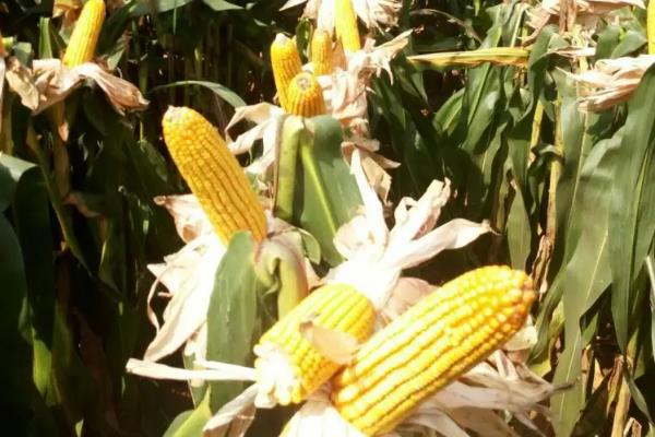 XF2156玉米品种的特性,高抗大斑病
