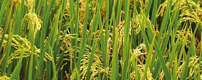 华两优T1水稻种子特征特性，秧田播种量每亩15.0千克