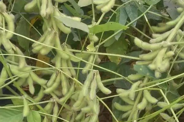 中黄340大豆种子特征特性,生育期平均105天