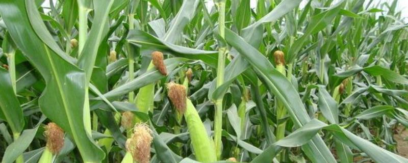 HB106玉米种子特点，密度5000株/亩左右