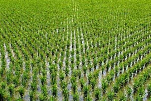 华两优T1水稻种子特征特性,秧田播种量每亩15.0千克